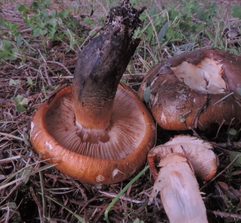 Arancione ma sporco